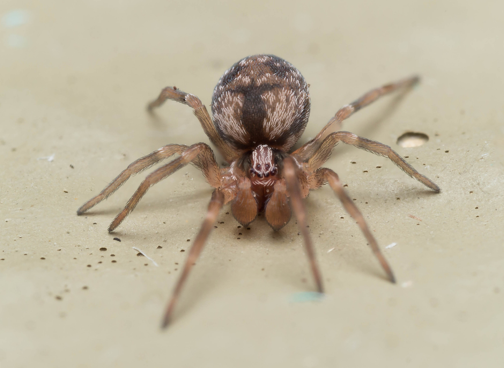 路亚大蜘蛛标示(小蜘蛛路亚m好还是ml好) 路亚大蜘蛛标示(小蜘蛛路亚m好还是ml好)