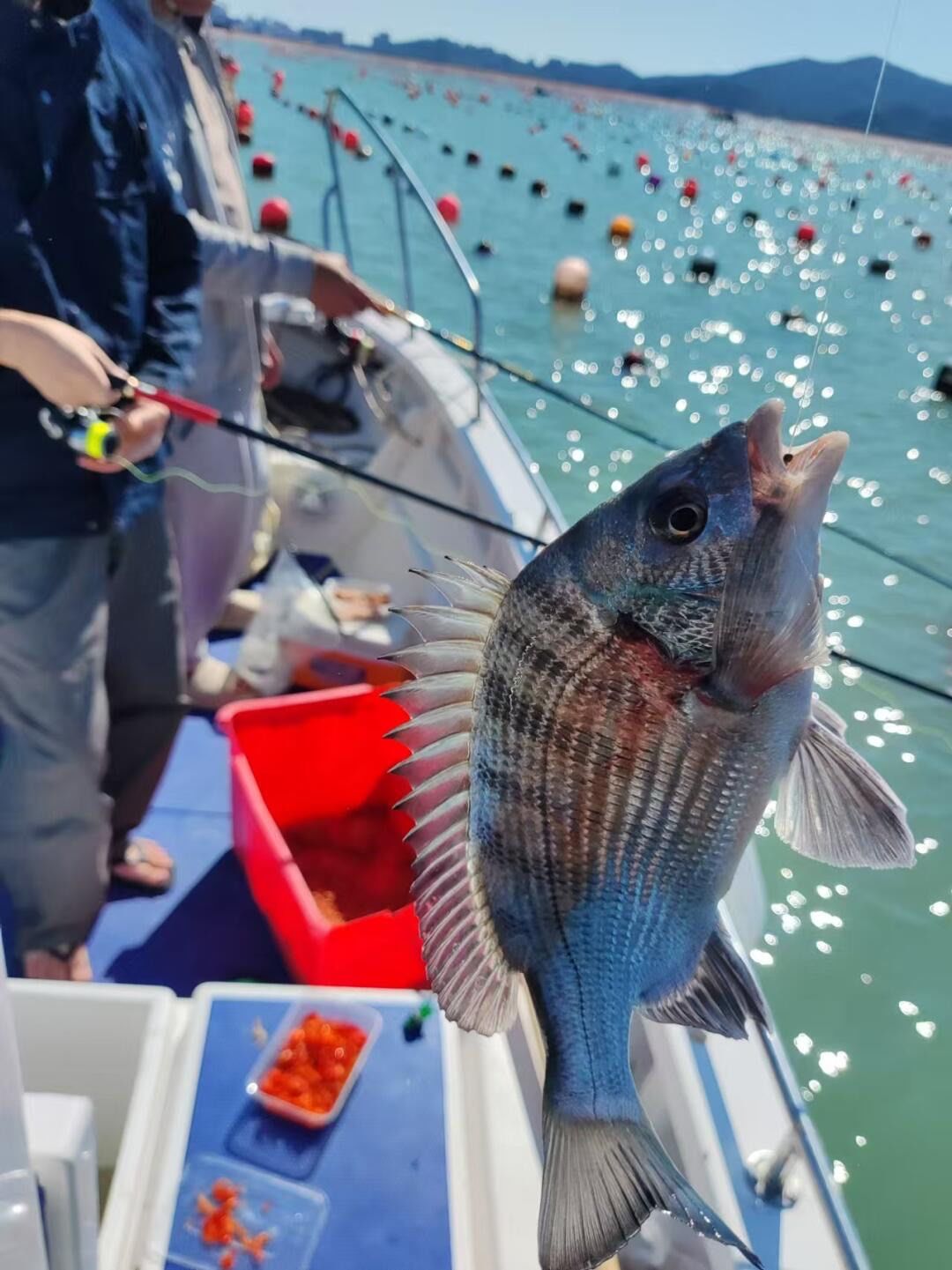 东莞海钓免费地点(东莞海钓场有什么鱼) 东莞海钓免费地点(东莞海钓场有什么鱼)