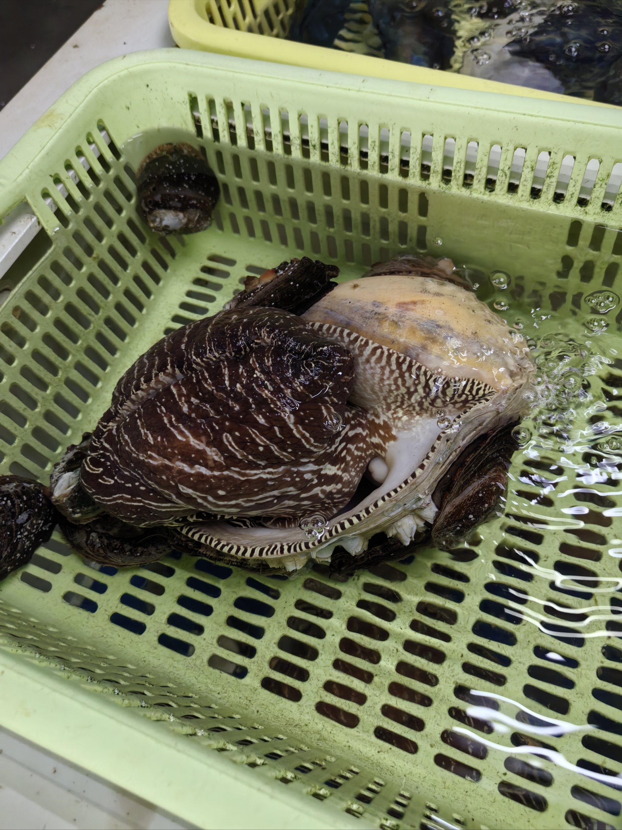 海钓胖头鱼崽(海钓胖头鱼钓组)