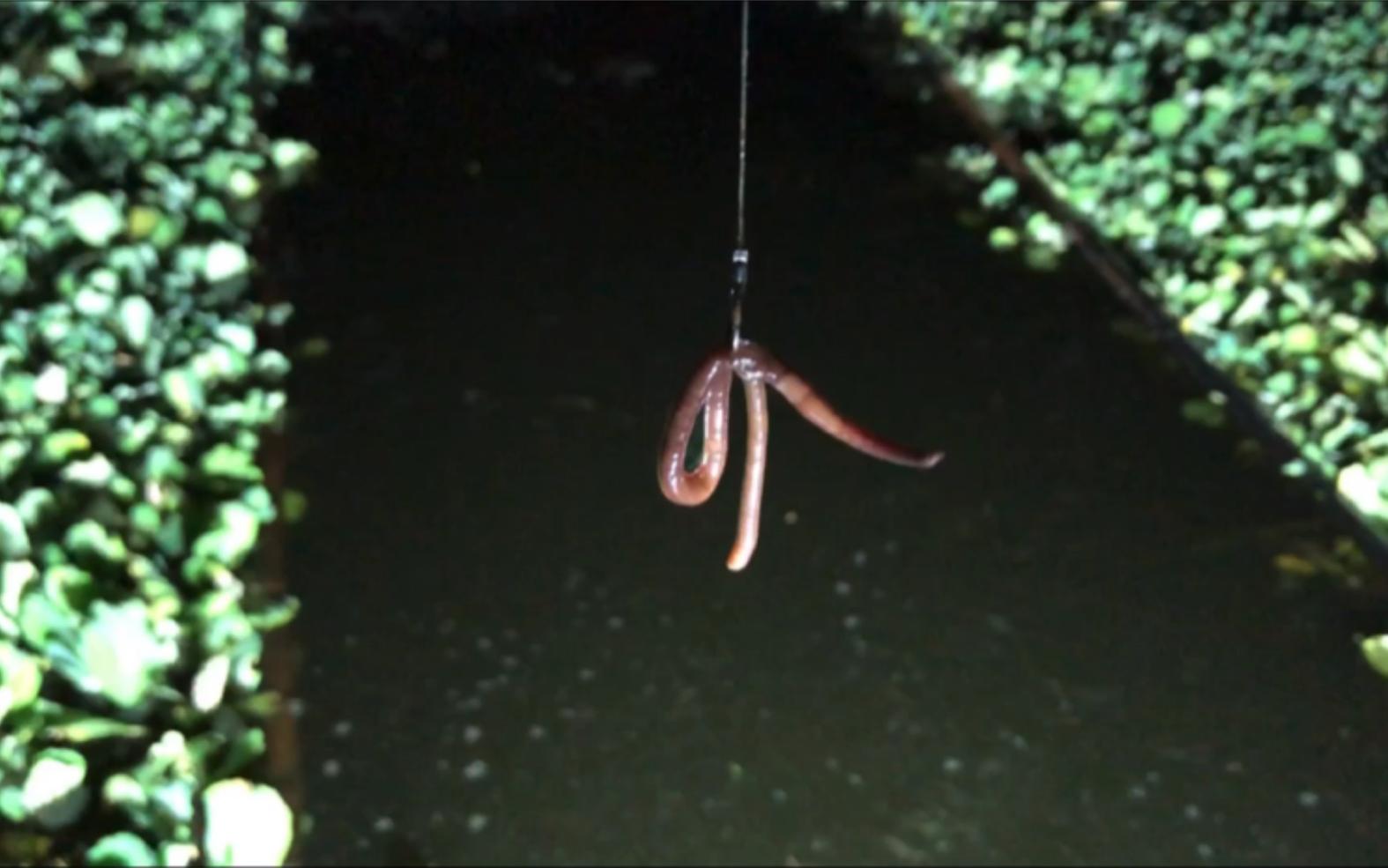 用蚯蚓钓大鲤鱼技巧(蚯蚓钓鲤鱼的技巧和方法)