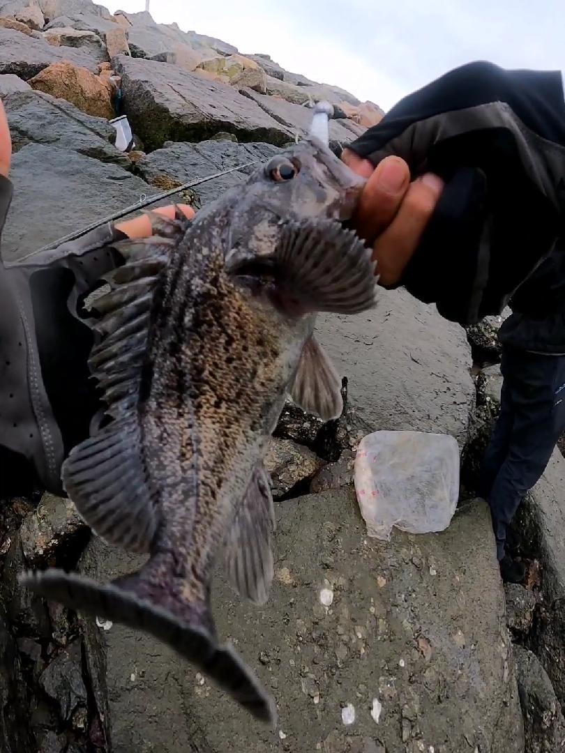 绥中海钓黑头技巧(海钓黑头鱼图片大全) 绥中海钓黑头技巧(海钓黑头鱼图片大全)