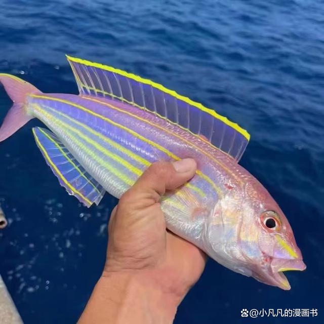 秋冬海钓什么鱼(冬季海钓钓什么鱼)