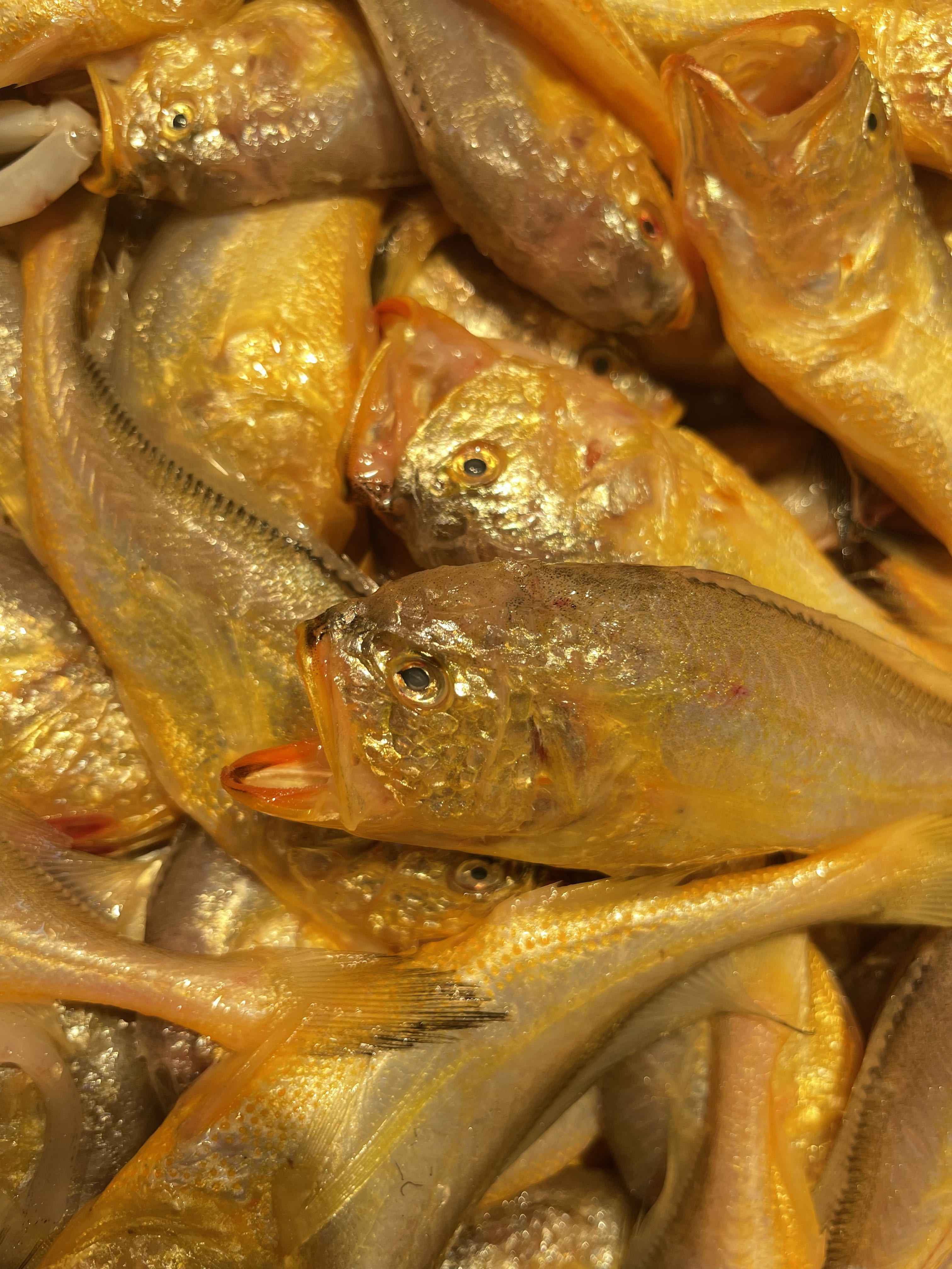 香港海钓杂鱼(香港海上船钓视频)