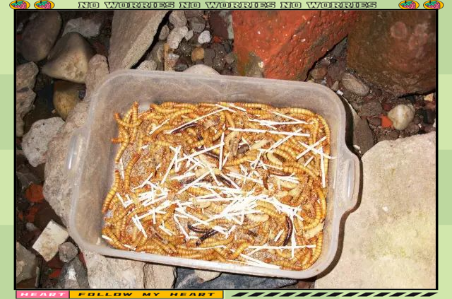 包含春天夜钓石板条的技巧的词条