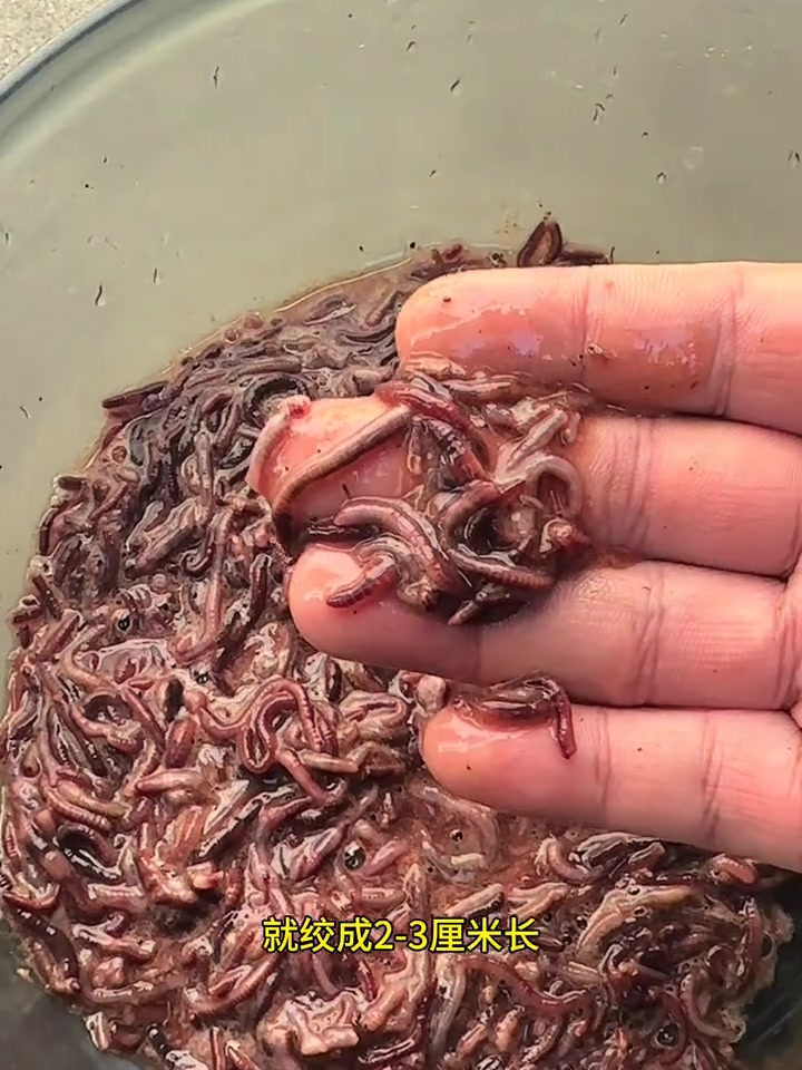饵料拌蚯蚓(蚯蚓拌什么好钓鱼) 饵料拌蚯蚓(蚯蚓拌什么好钓鱼)