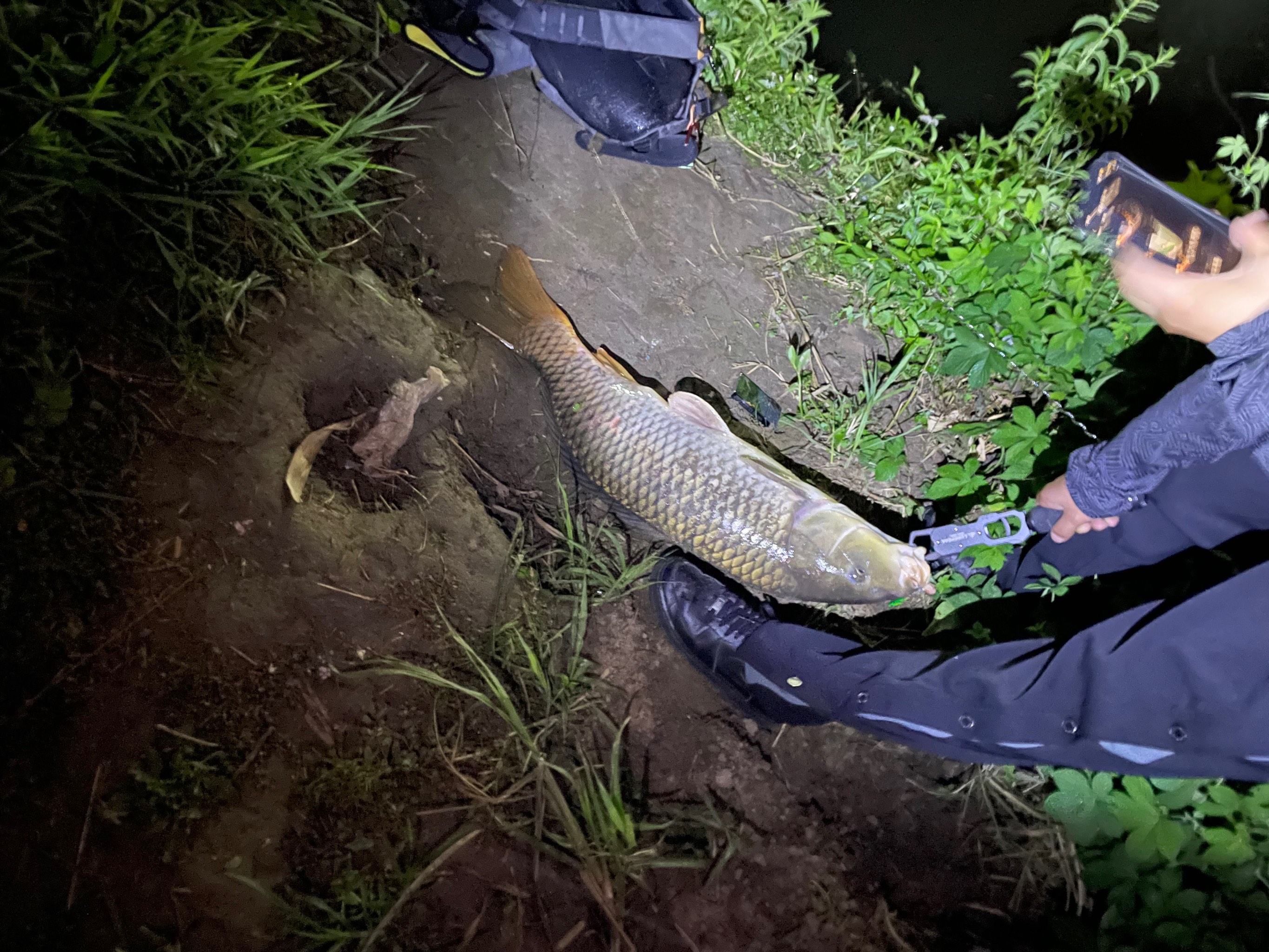 怎么路亚钓鲤鱼(路亚钓鲤鱼用几号线) 怎么路亚钓鲤鱼(路亚钓鲤鱼用几号线)