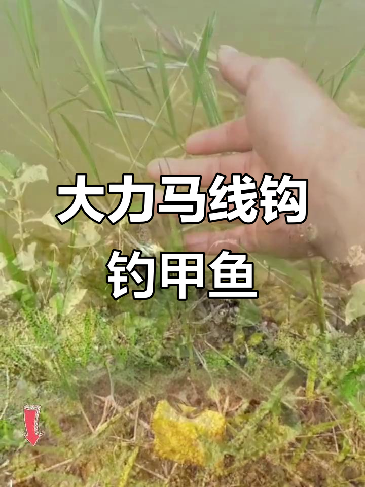 大力马线的使用技巧(大力马线的使用技巧视频教程)