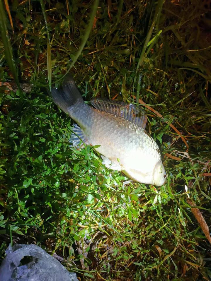 宁海钓鲫鱼(宁海水库钓鲫鱼地点) 宁海钓鲫鱼(宁海水库钓鲫鱼地点)