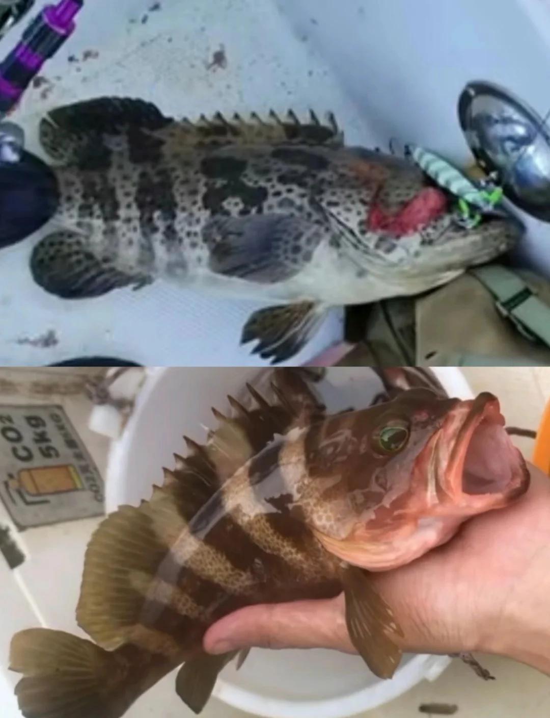 如何海钓鲳鱼(海钓鲳鱼用什么鱼饵好钓)