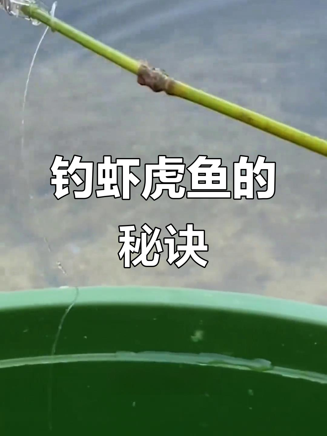 活虾钓鳡鱼鱼技巧(活虾钓鱼技巧视频教程) 活虾钓鳡鱼鱼技巧(活虾钓鱼技巧视频教程)