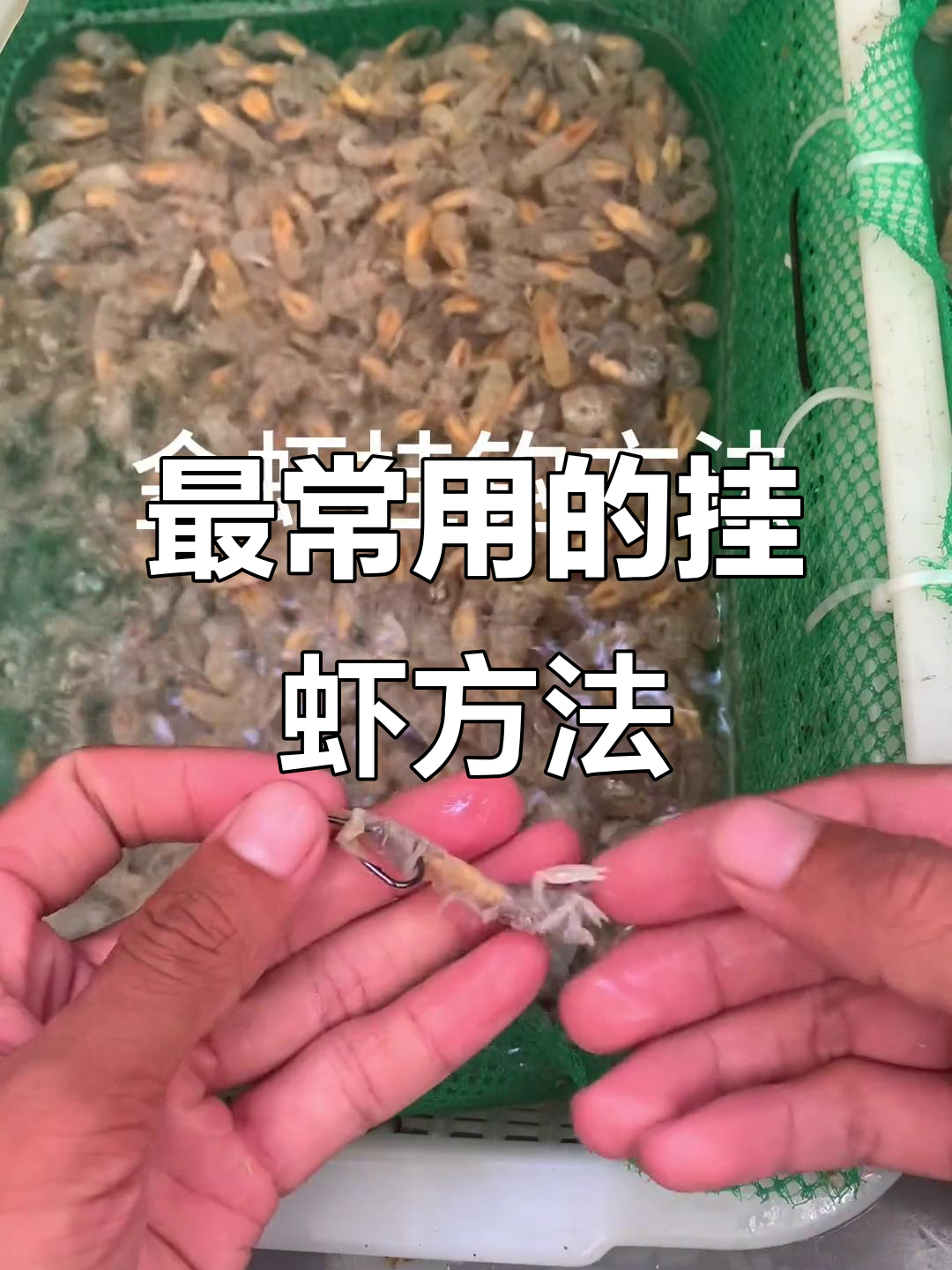 活虾钓鳡鱼鱼技巧(活虾钓鱼技巧视频教程) 活虾钓鳡鱼鱼技巧(活虾钓鱼技巧视频教程)