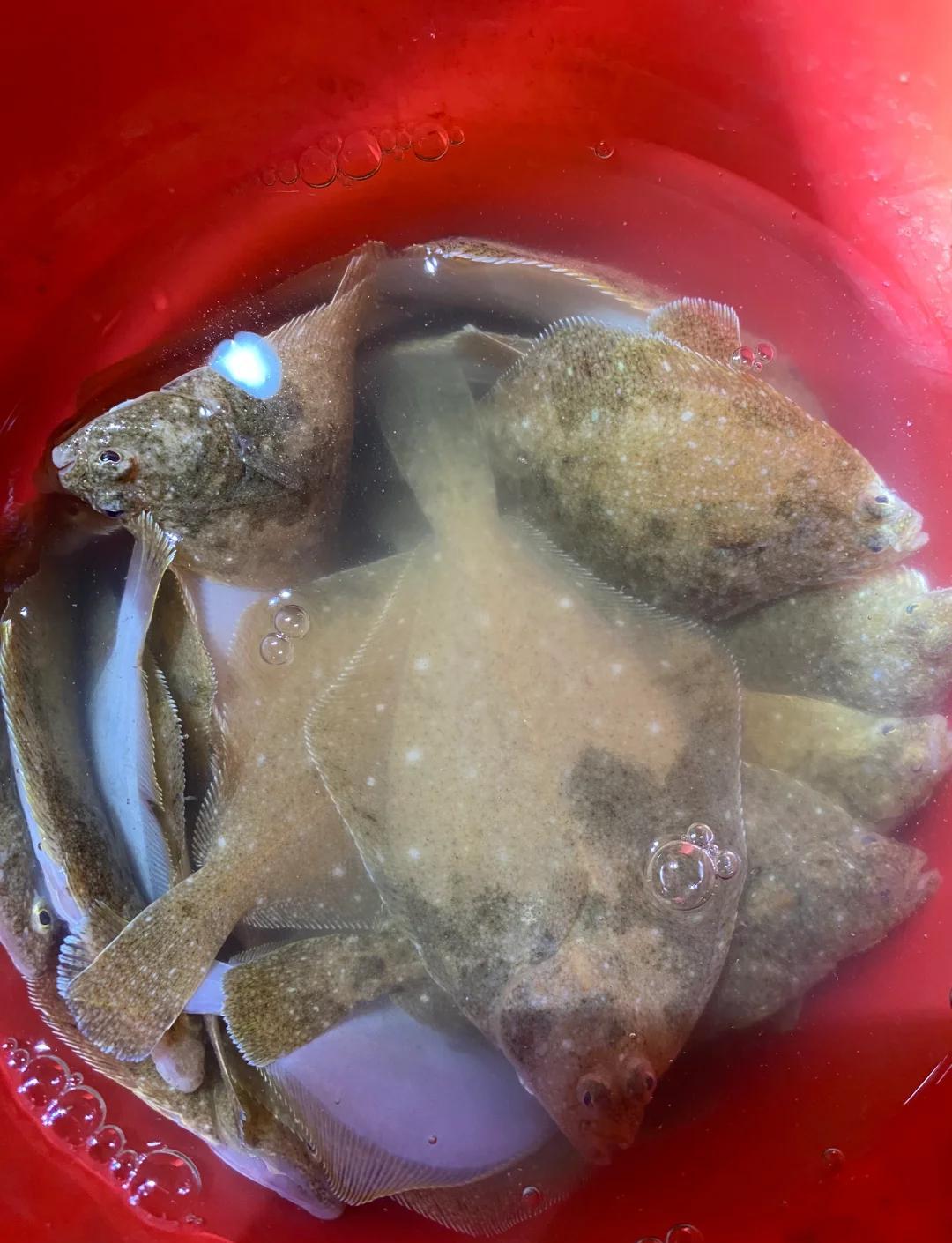 青岛河套赶海钓鱼(青岛河套赶海钓鱼怎么样) 青岛河套赶海钓鱼(青岛河套赶海钓鱼怎么样)