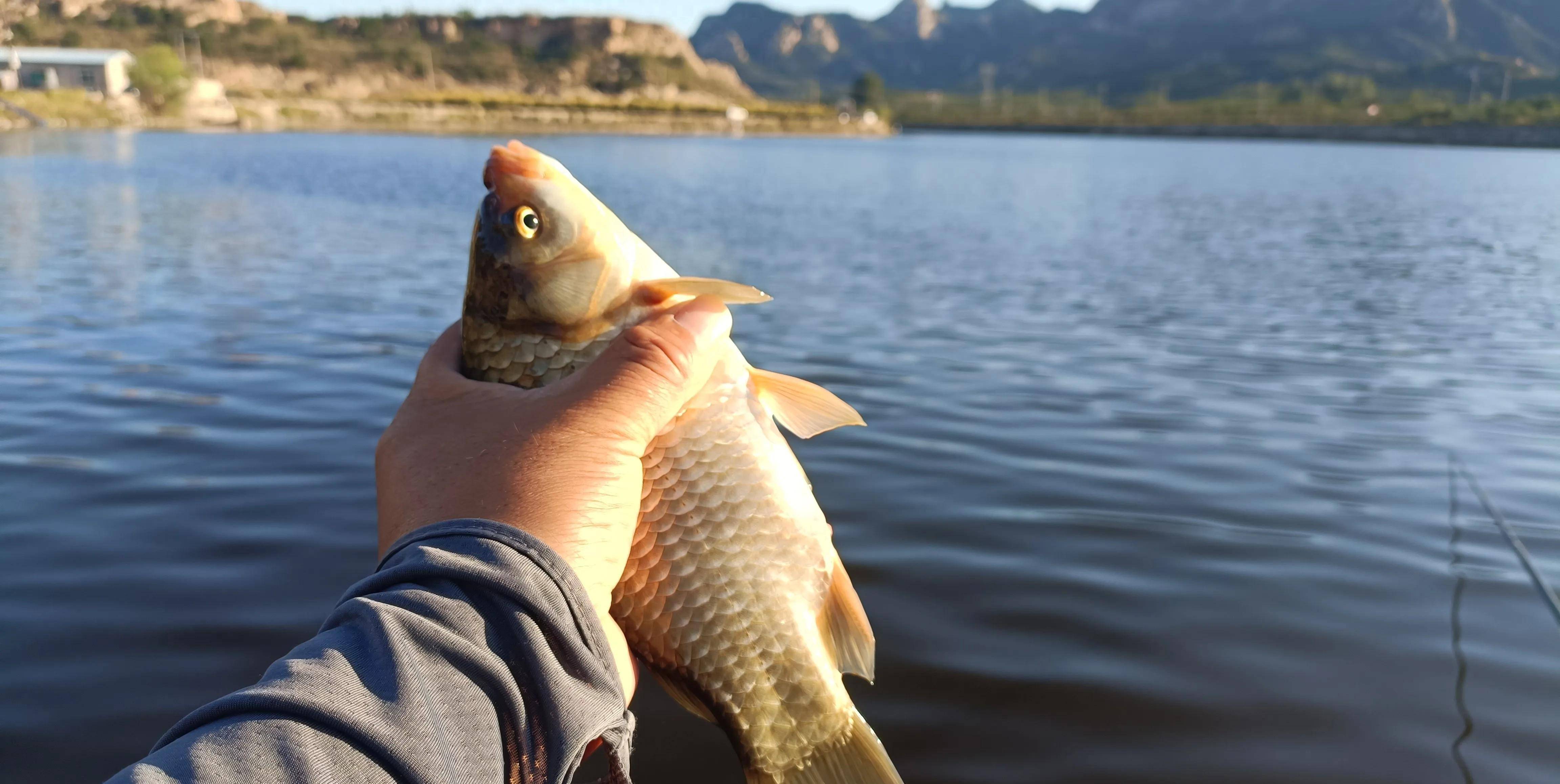 早春季钓鲫鱼技巧(早春钓鲫鱼用什么饵料好)