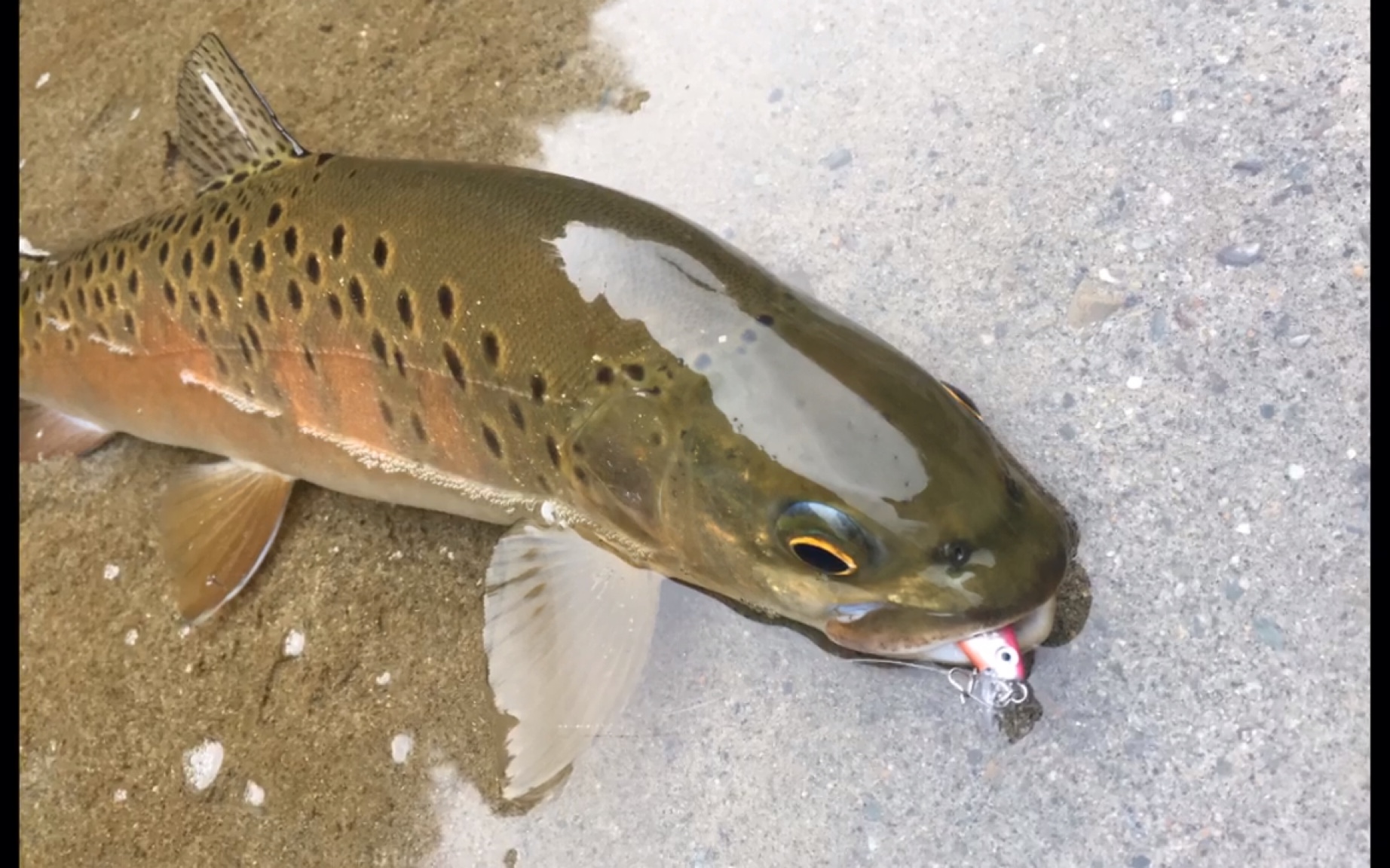路亚深水鲑鱼(路亚竿钓鲑鱼怎么拴钩)
