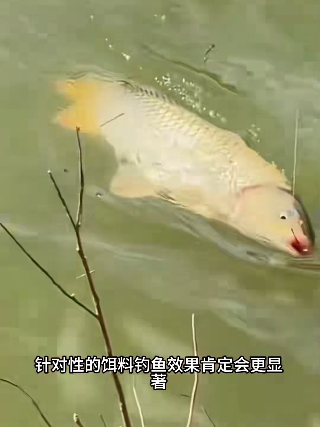 红苕钩鲤鱼技巧(红苕钩鲤鱼技巧图解)