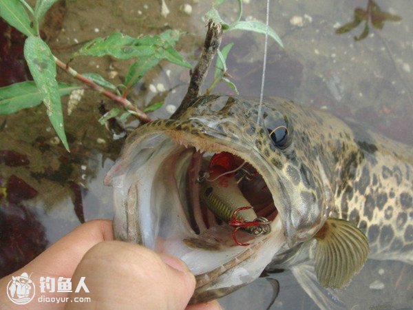 苏州路亚标点(苏州路亚资源怎么样) 苏州路亚标点(苏州路亚资源怎么样)