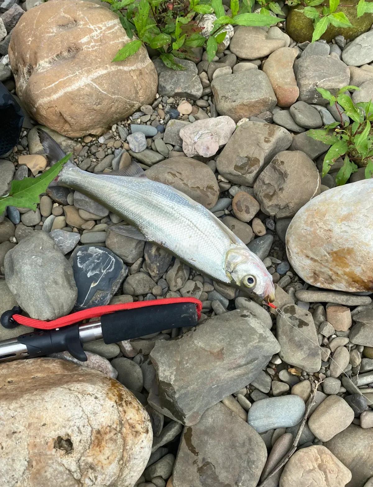 diy竹路亚(自制竹竿路亚竿)