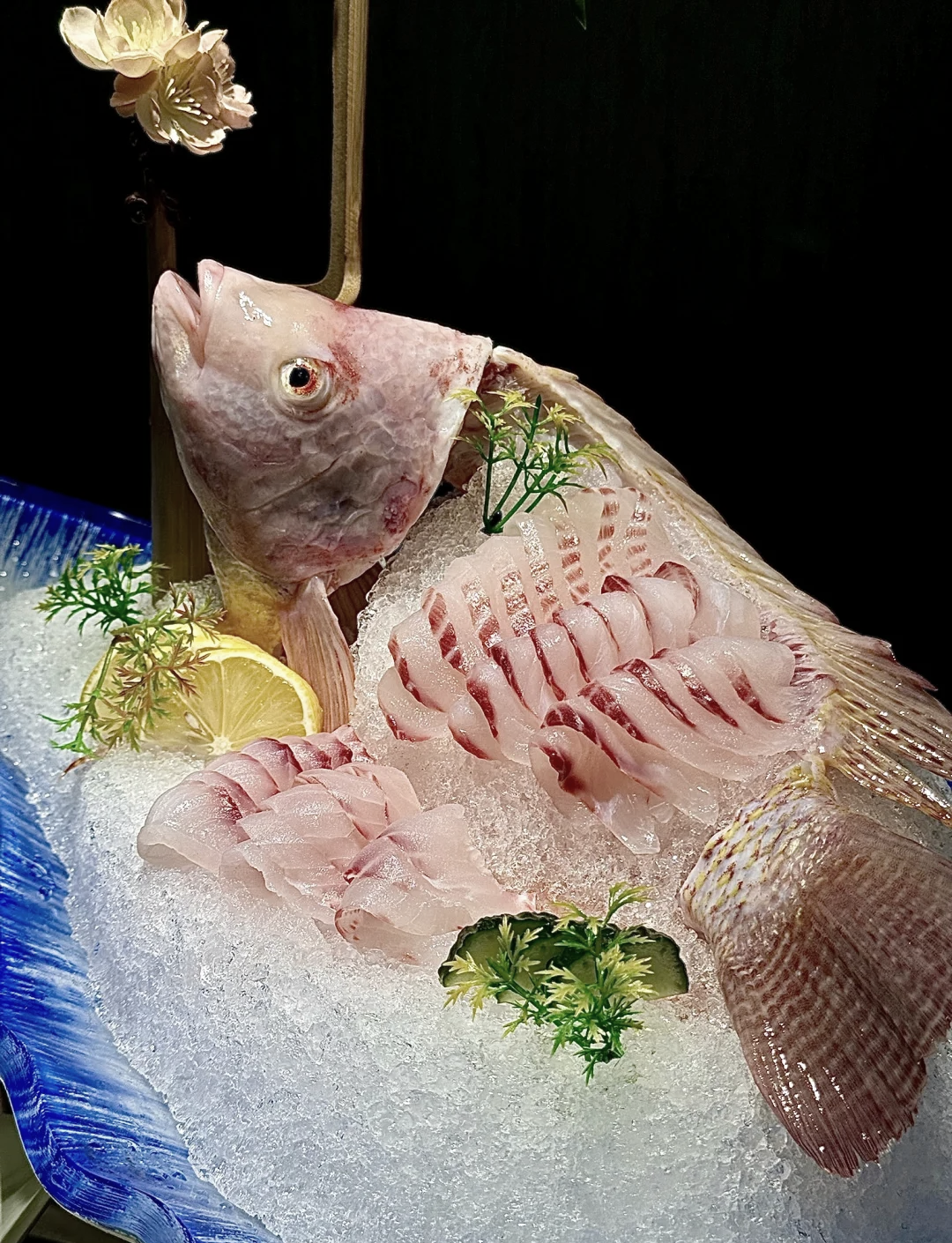 鲷鱼怎么吃饵料(鲷鱼最喜欢吃什么饵料)