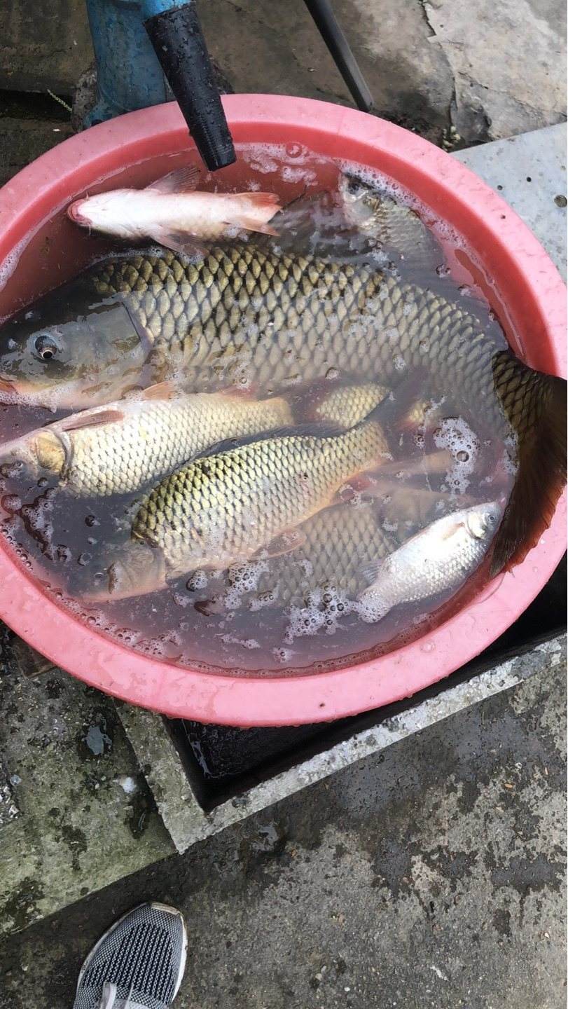 路亚选前导线(路亚前导线组搭配)