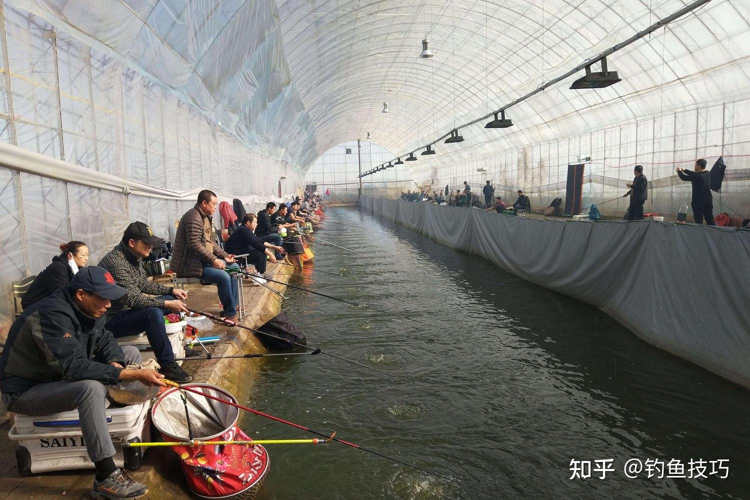 黑坑大棚钓鱼技巧(黑坑大棚要投资多少钱)