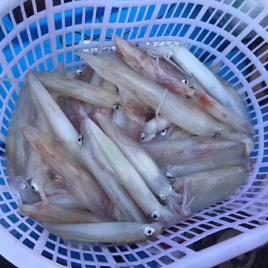 广东海钓鱿鱼(海上如何钓鱿鱼)