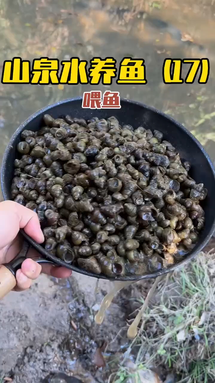 用田螺钓青鱼技巧(用田螺钓青鱼技巧视频) 用田螺钓青鱼技巧(用田螺钓青鱼技巧视频)