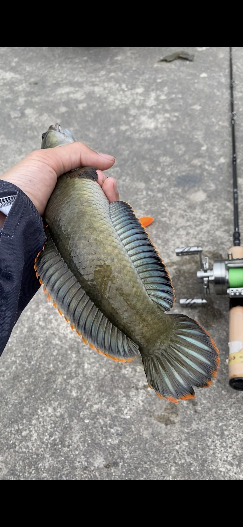 常熟哪里可以路亚(常熟路亚野钓的地方) 常熟哪里可以路亚(常熟路亚野钓的地方)