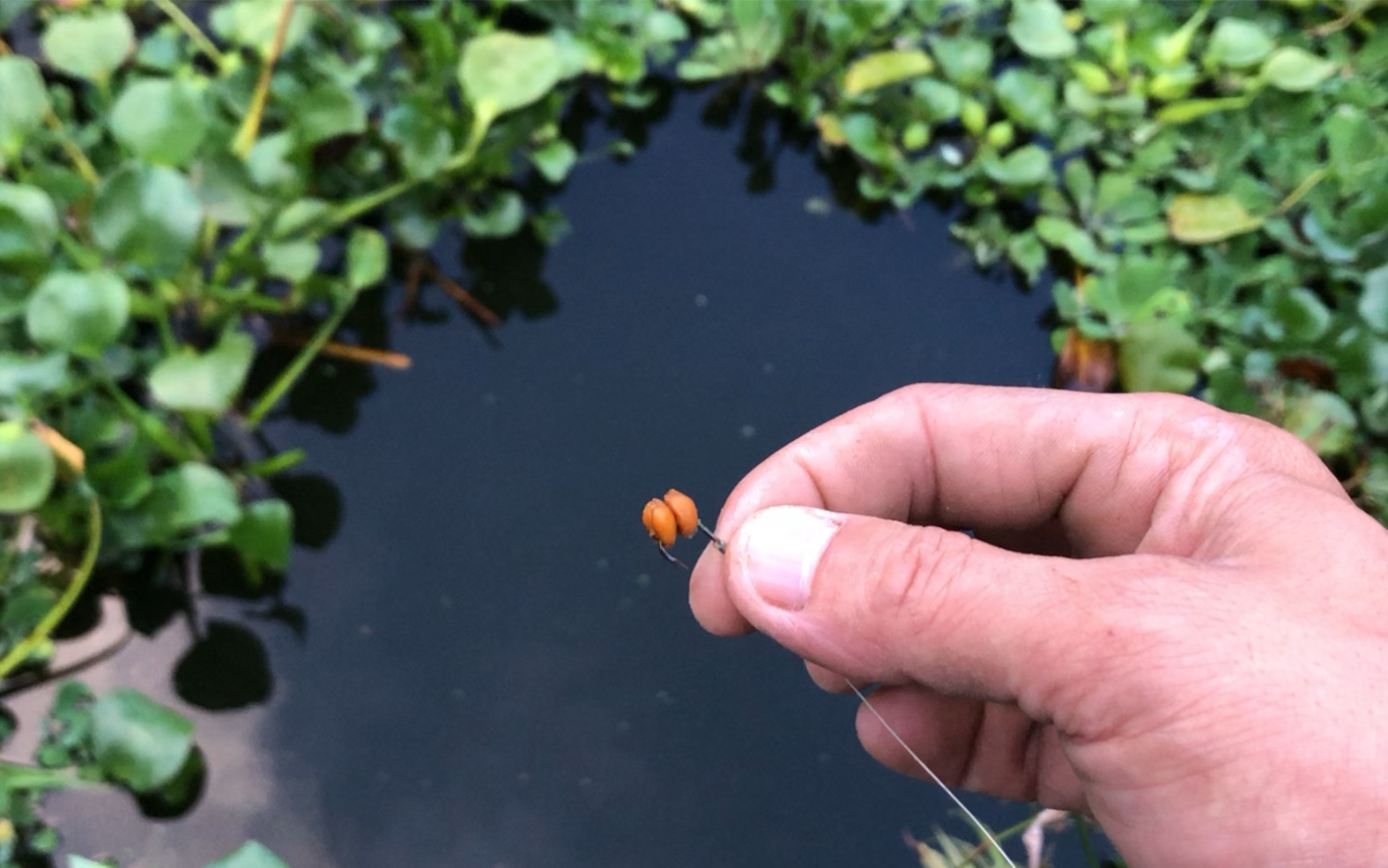 自制饵料小麦挂钩(小麦做钓饵的制作过程)