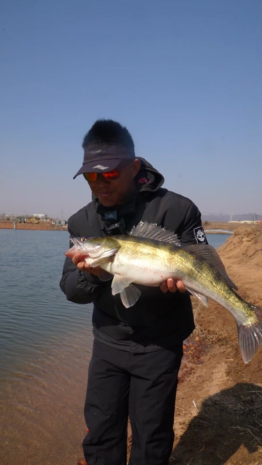 路亚梭鲈鱼(路亚梭鲈视频)