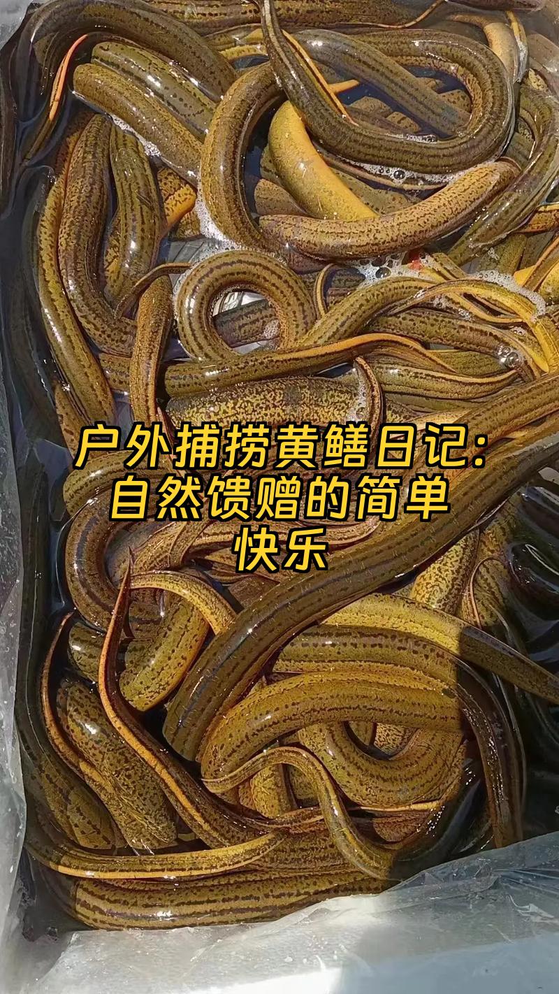 挖善鱼技巧(挖鳝鱼的技巧和方法)