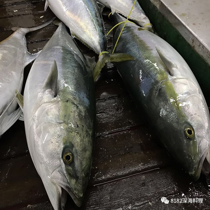 海钓用猪肉(海钓用猪肉能钓上来吗)