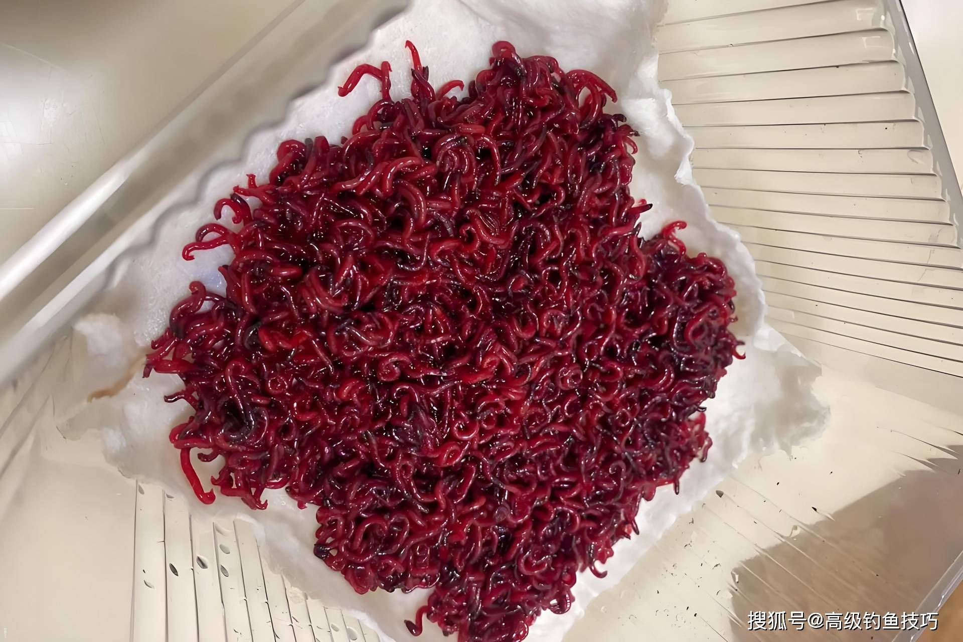 南方红虫钓鱼技巧(南方钓鱼用红虫好用吗)