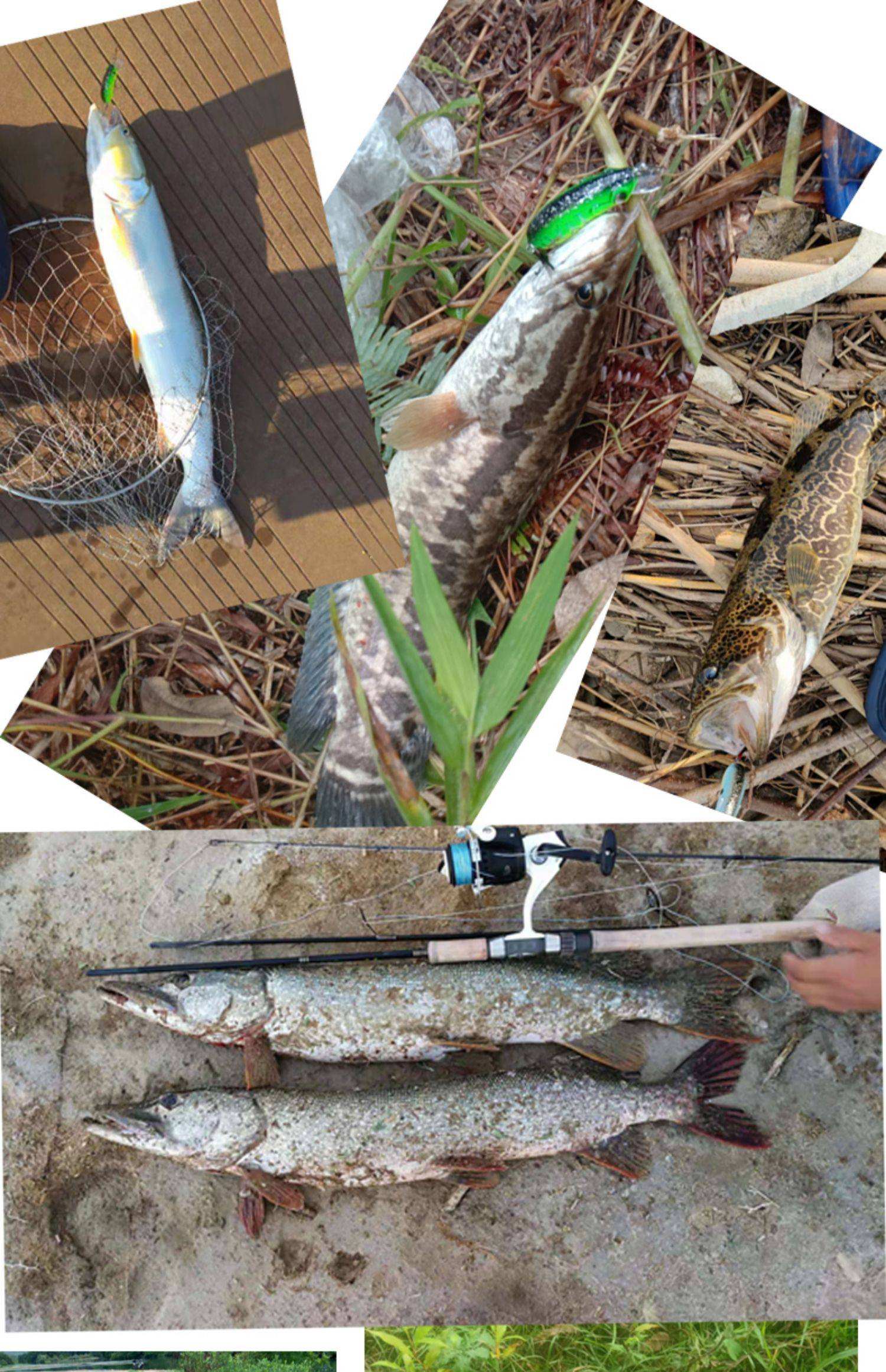 鲢鱼用什么路亚饵(鲢鱼用什么路亚饵好用) 鲢鱼用什么路亚饵(鲢鱼用什么路亚饵好用)