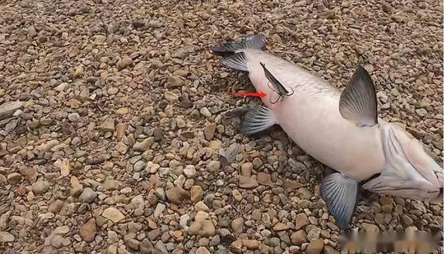 水库路亚青鱼(路亚钓青鱼的视频大全) 水库路亚青鱼(路亚钓青鱼的视频大全)