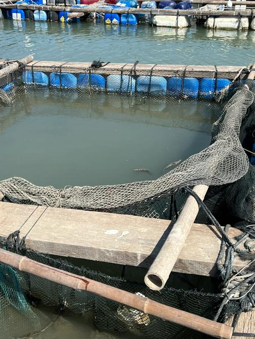 鱼排海钓(鱼排海钓用什么饵好) 鱼排海钓(鱼排海钓用什么饵好)