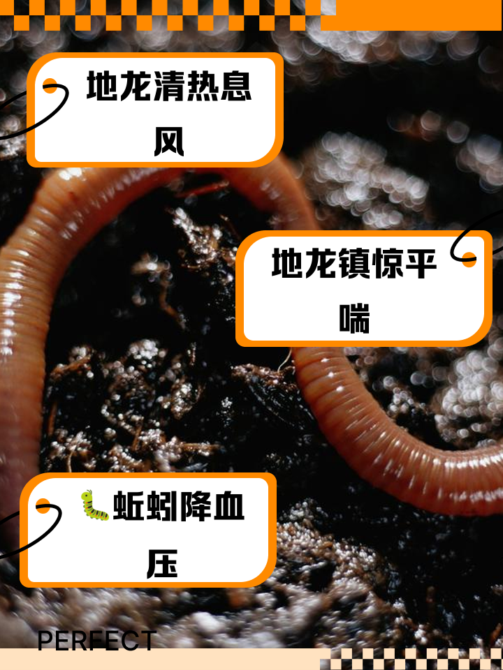 电蚯引技巧(电蚯蚓是什么意思)