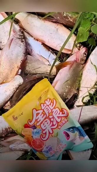 发酵饵料钓鱼视频(发酵鱼饵真的好用吗)