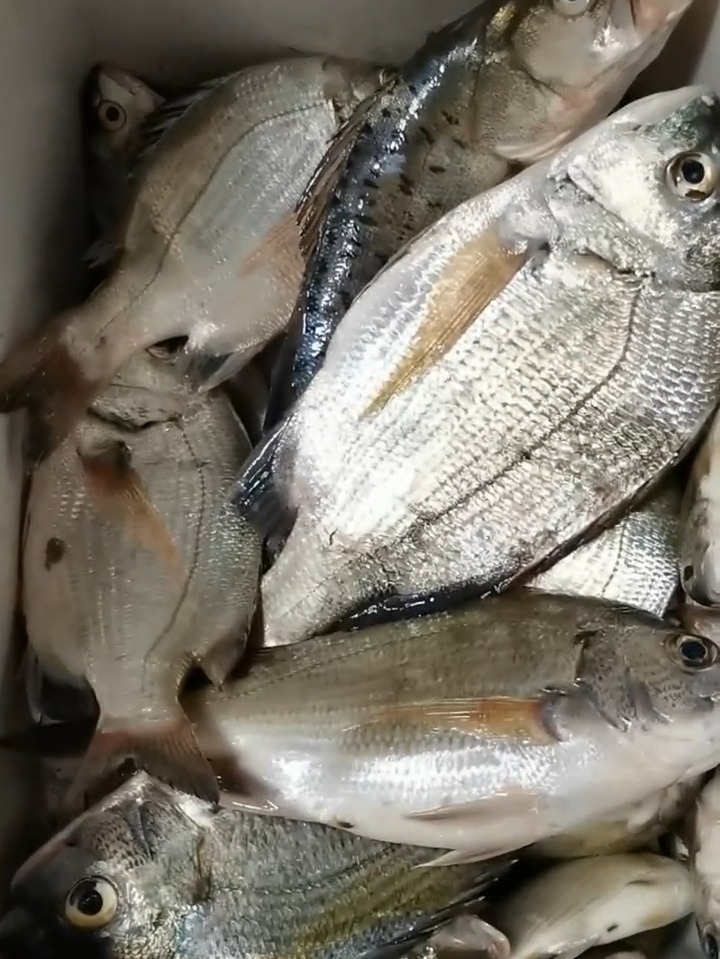 防波堤海钓黑鲷视频(海钓打沉底钓黑鲷组图)