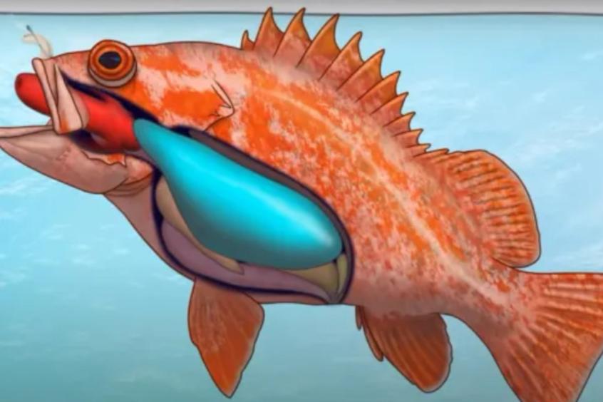 海钓放生(海钓放生鱼钩为什么不取下来) 海钓放生(海钓放生鱼钩为什么不取下来)