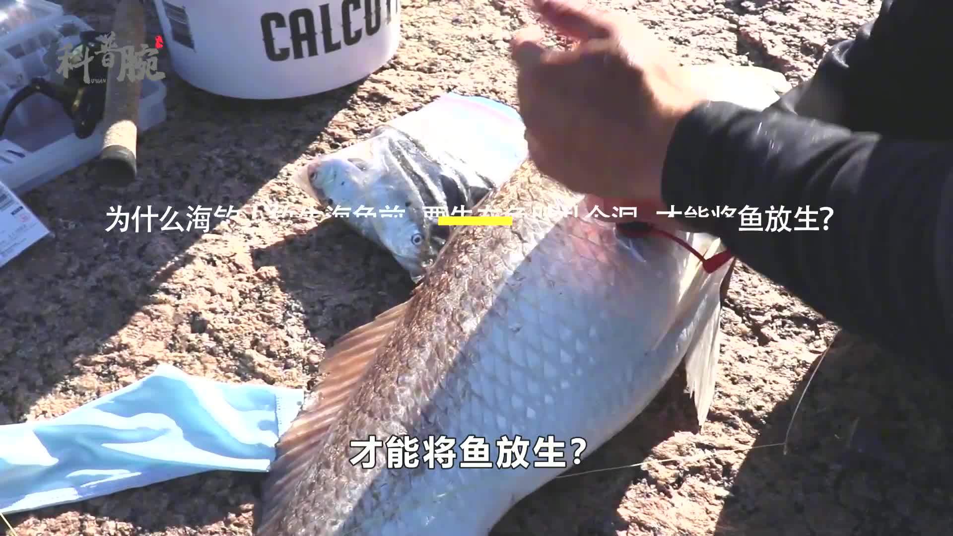 海钓放生(海钓放生鱼钩为什么不取下来) 海钓放生(海钓放生鱼钩为什么不取下来)