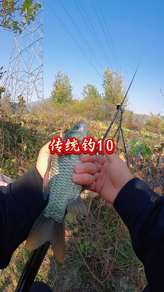 荷花鲤饵料钓鱼效果(荷花鲤饵料钓鱼效果如何)