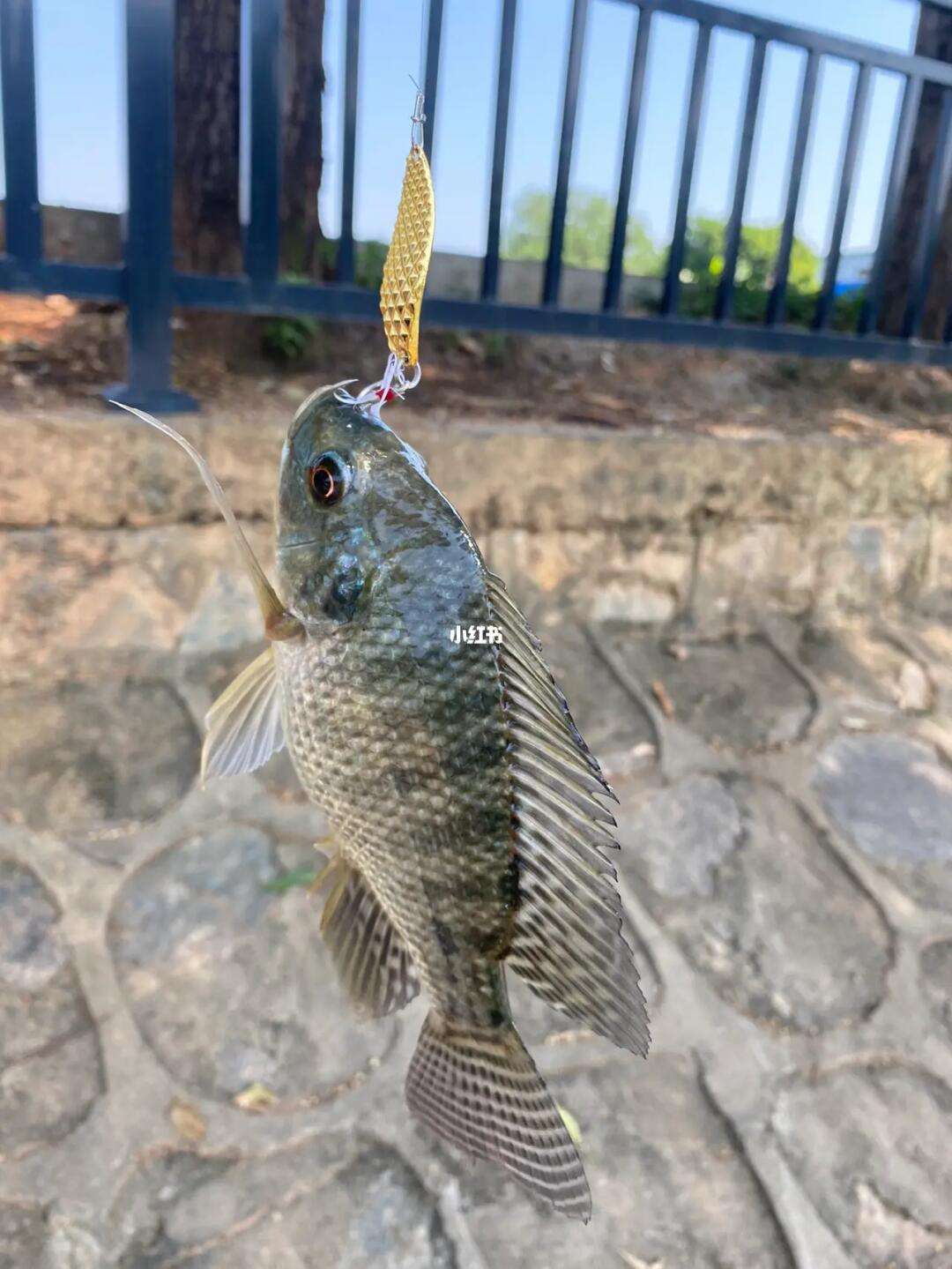 三亚路亚钓罗飞(路亚钓罗飞好用吗) 三亚路亚钓罗飞(路亚钓罗飞好用吗)