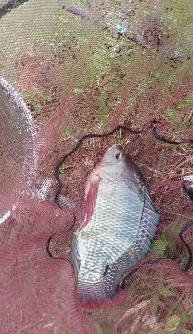 三亚路亚钓罗飞(路亚钓罗飞好用吗) 三亚路亚钓罗飞(路亚钓罗飞好用吗)