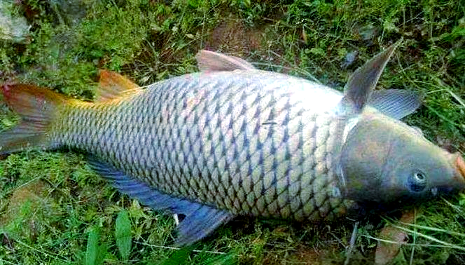 关于初夏钓鲤鱼用饵料的信息