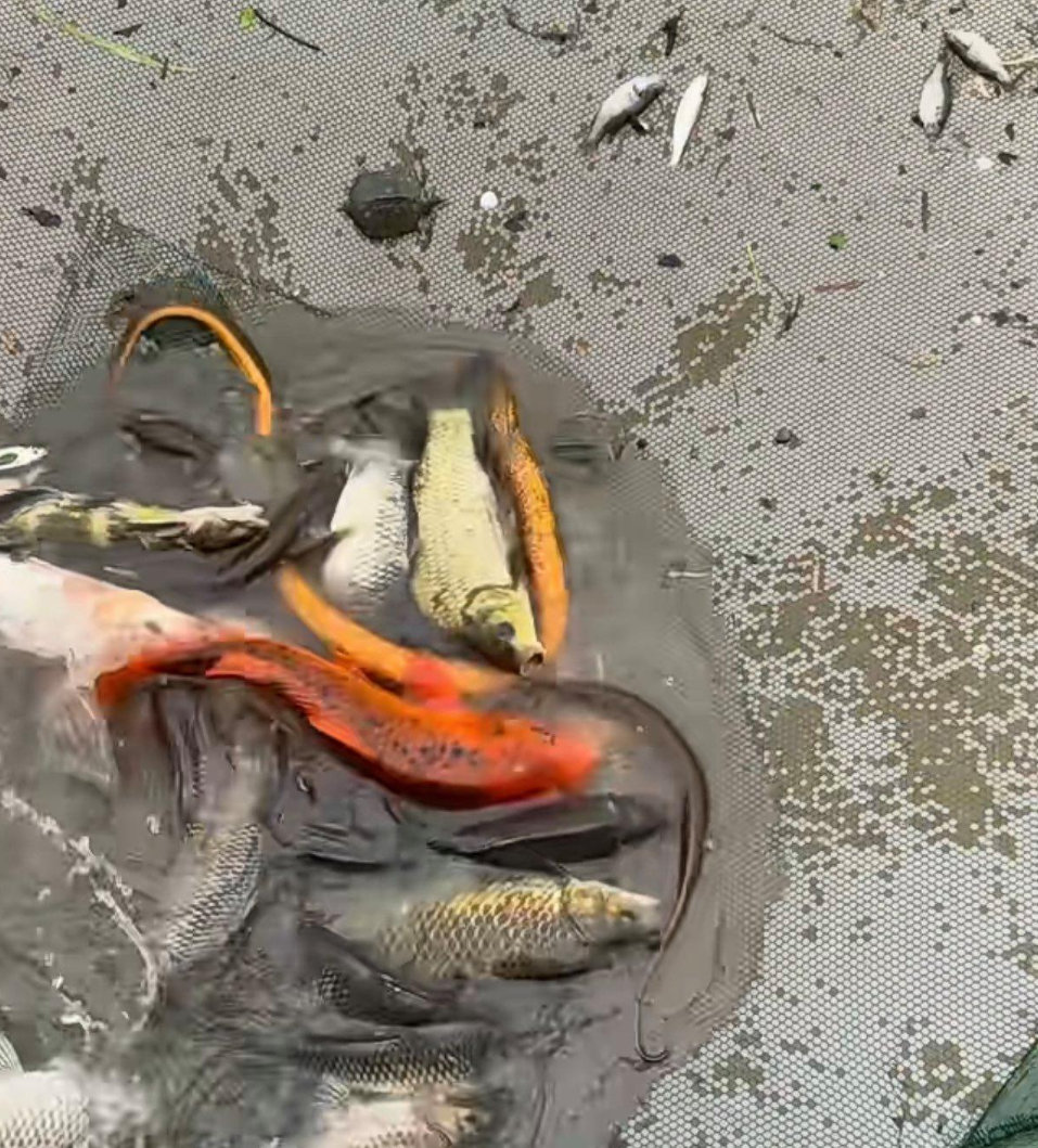 公园钓金鱼技巧(村党组织书记如何产生)