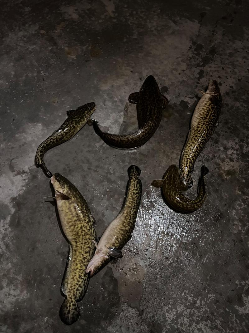 路亚江鳕鱼(鳕鲈鱼的价格和图片)