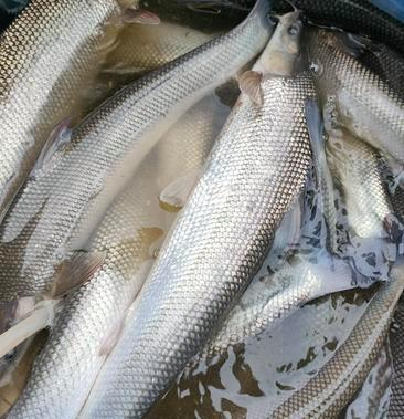 路亚江鳕鱼(鳕鲈鱼的价格和图片)