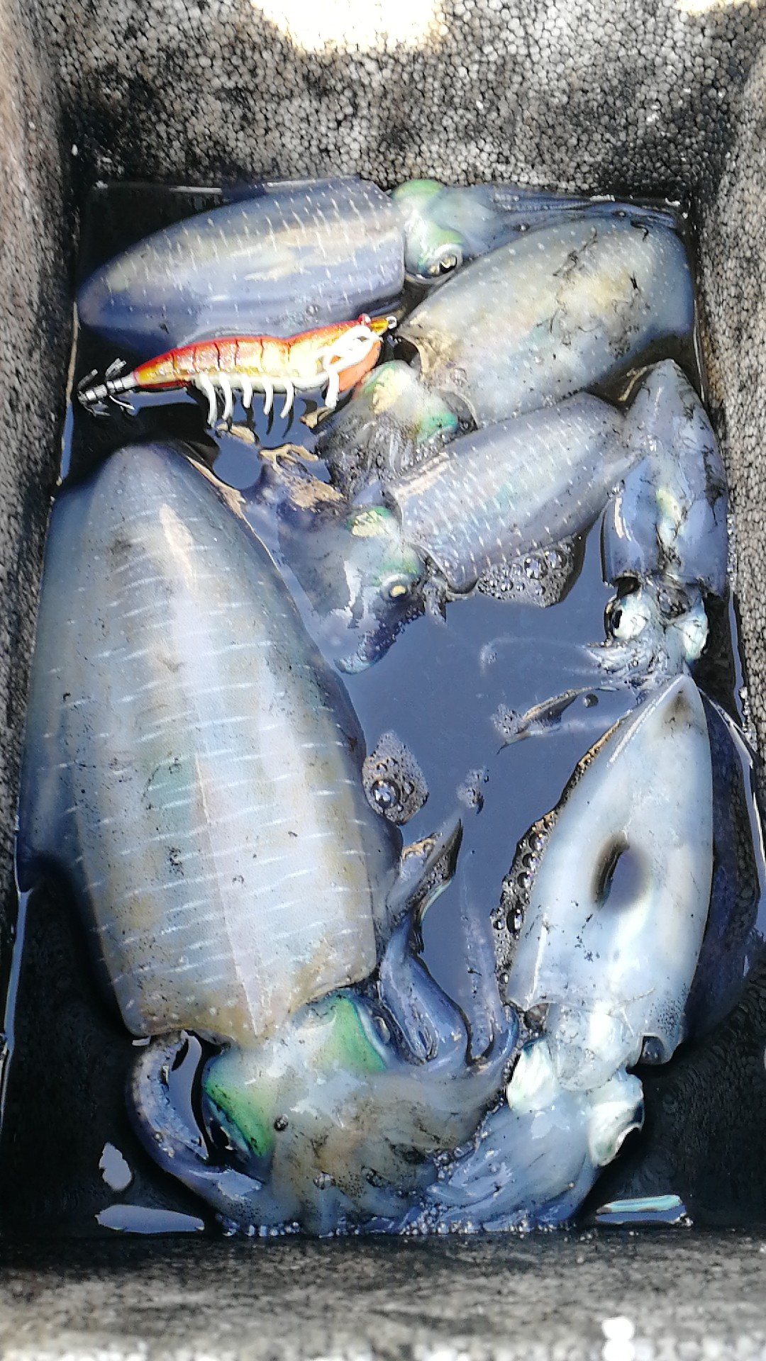 李大毛海钓鱿鱼视频(李大毛游钓中国2025专辑)