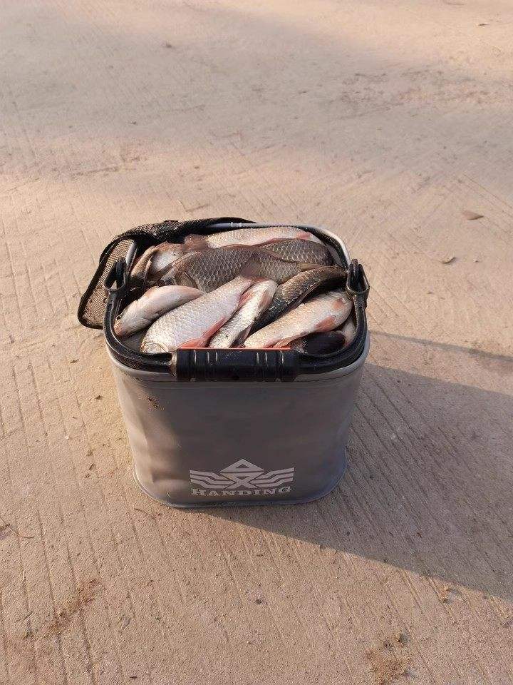 胡子鱼打窝饵料(胡子鱼打窝饵料配方) 胡子鱼打窝饵料(胡子鱼打窝饵料配方)