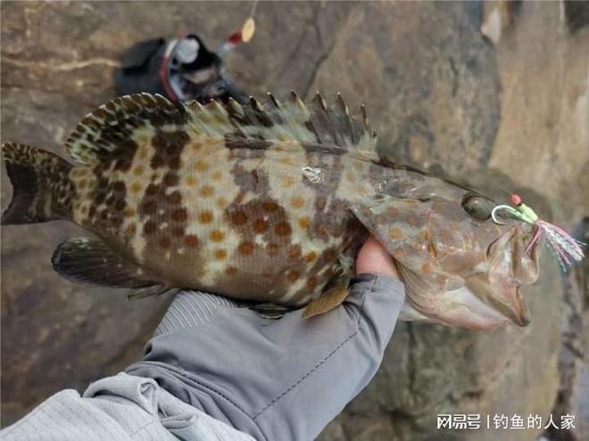 桂山岛海钓石斑(桂山岛海钓石斑鱼怎么样) 桂山岛海钓石斑(桂山岛海钓石斑鱼怎么样)